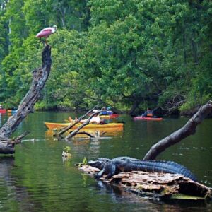 Orlando Alligator Experience